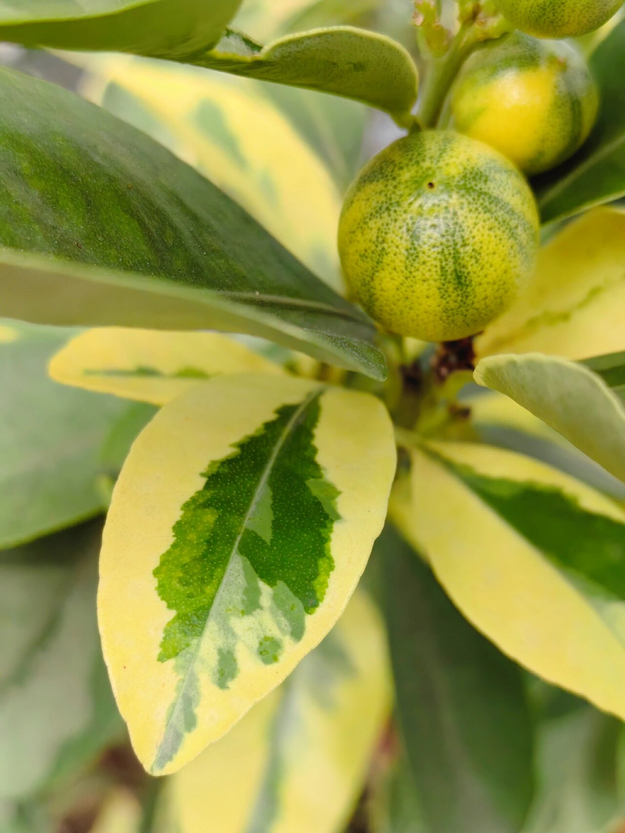 泰国花叶小青柠 入冬前,把一些不耐寒的植物从露天搬到阳台,保命要紧.