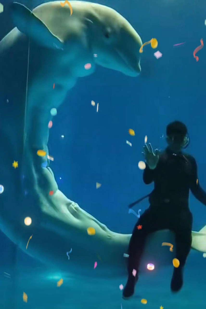 大家快来看海豚的肌肉