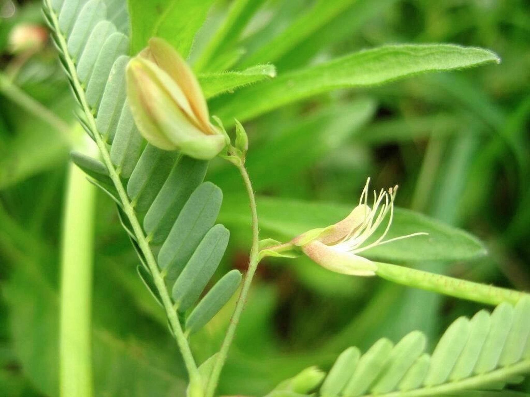 合萌,别名:田皂角,水松柏,水通草 合萌,别名田皂角,水松柏,水槐子,水