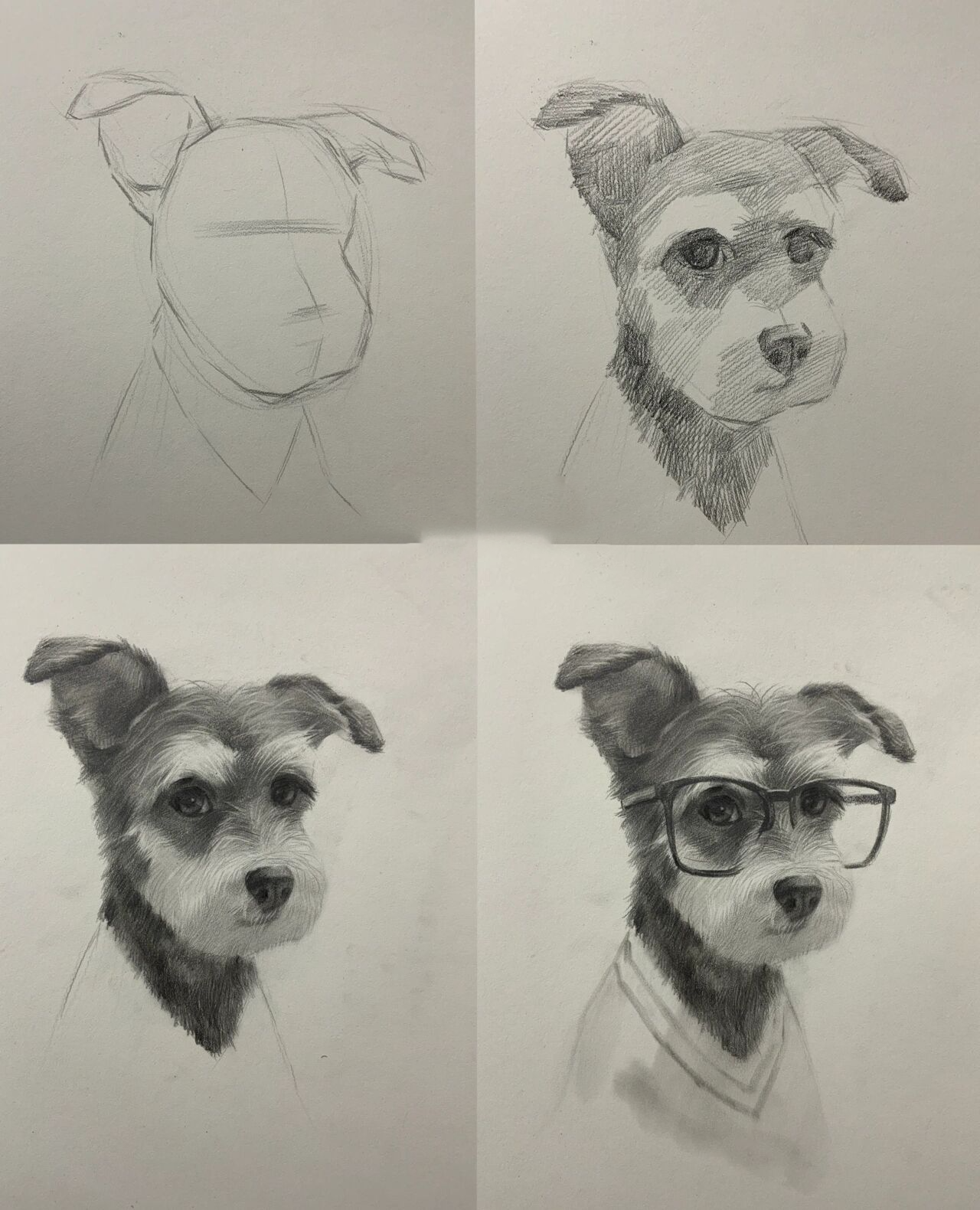 雪纳瑞的绘画过程(图文步骤