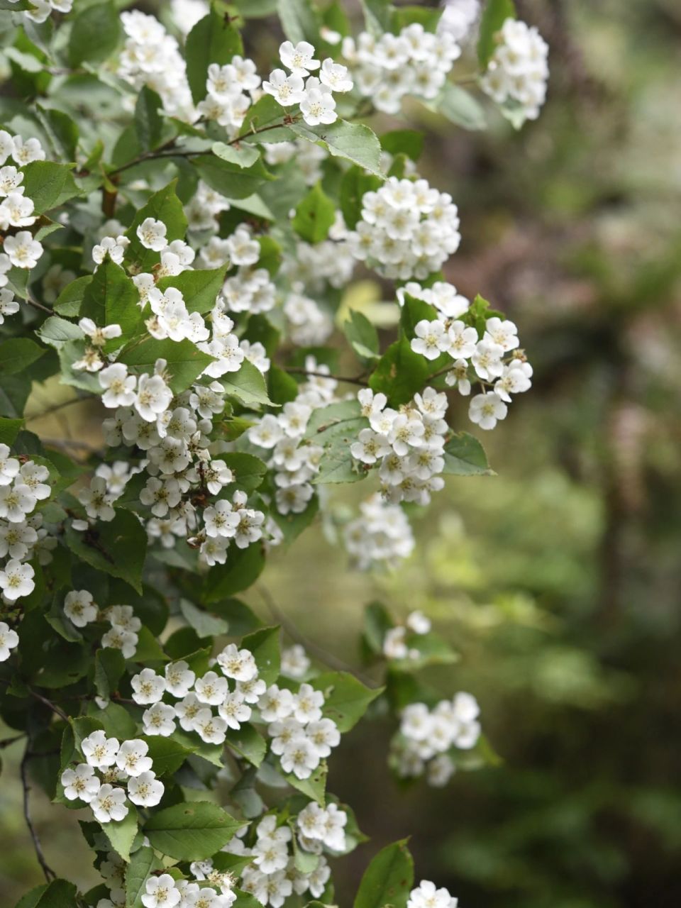 植物-小叶石楠 山上的花,总是自带仙气,哪怕是小花!