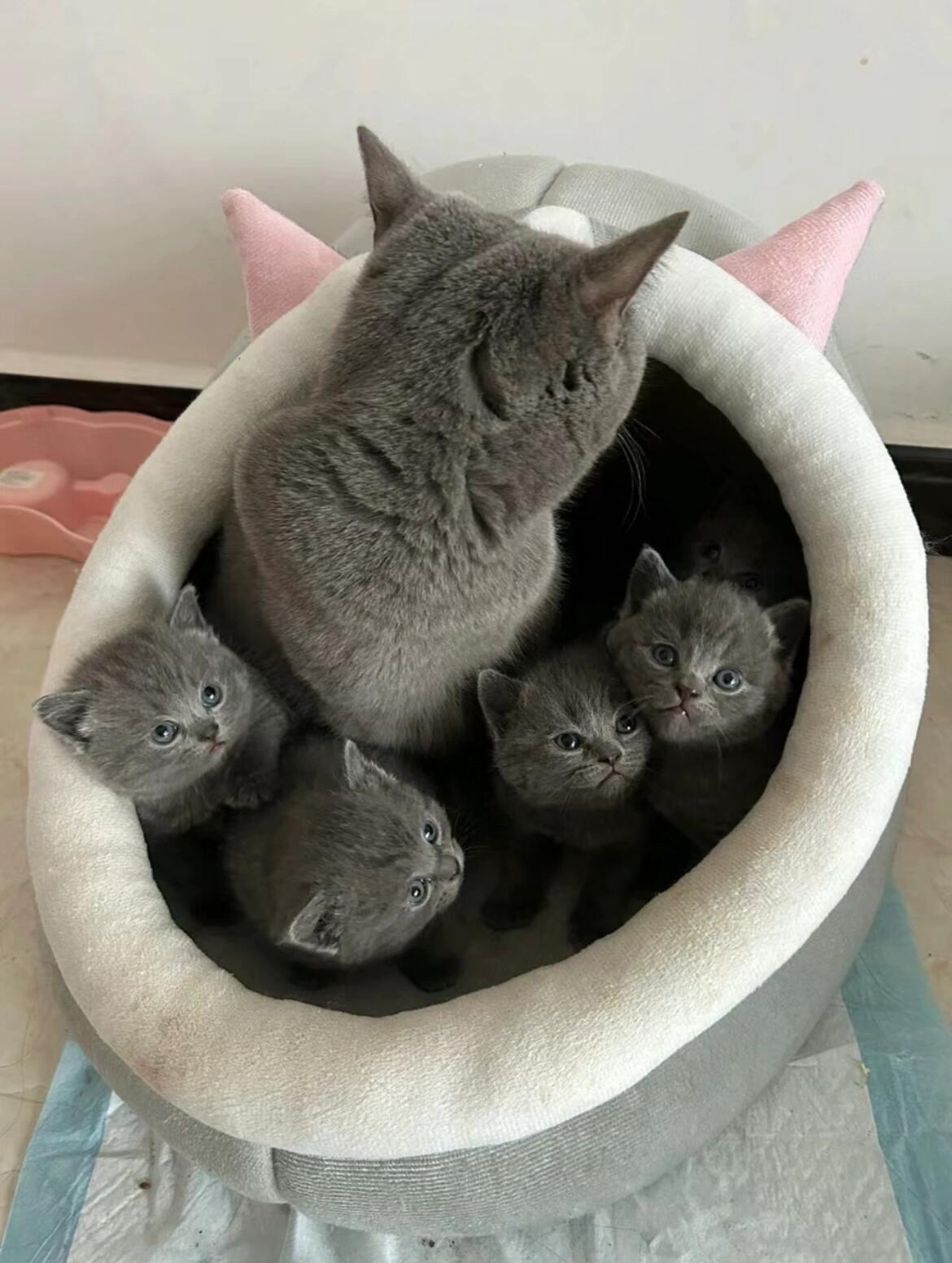 蓝猫幼猫两个月大700一只!