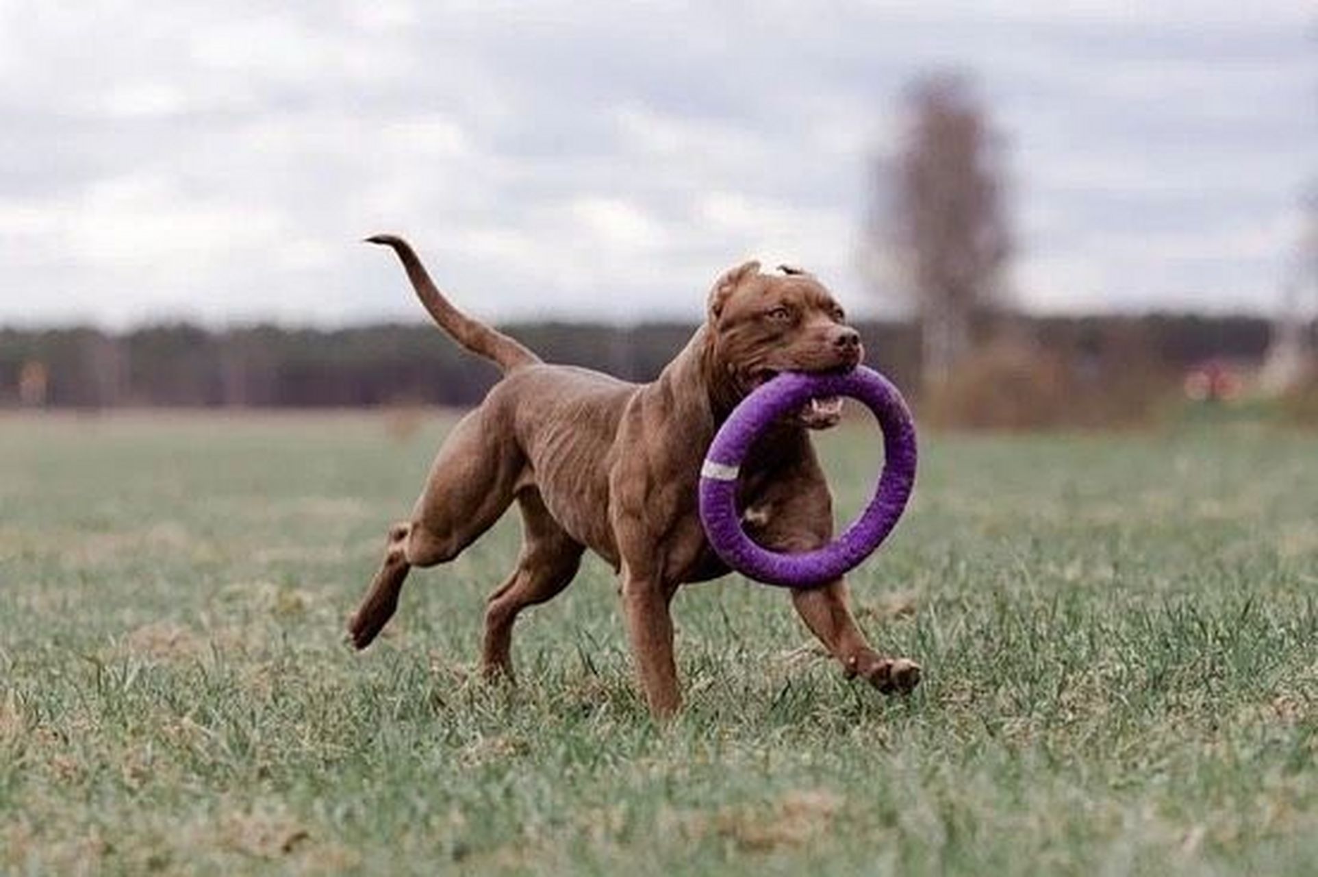 比特犬pitbull 如果动物光吃不胖 那它肚子里一定有了寄生虫 67如果