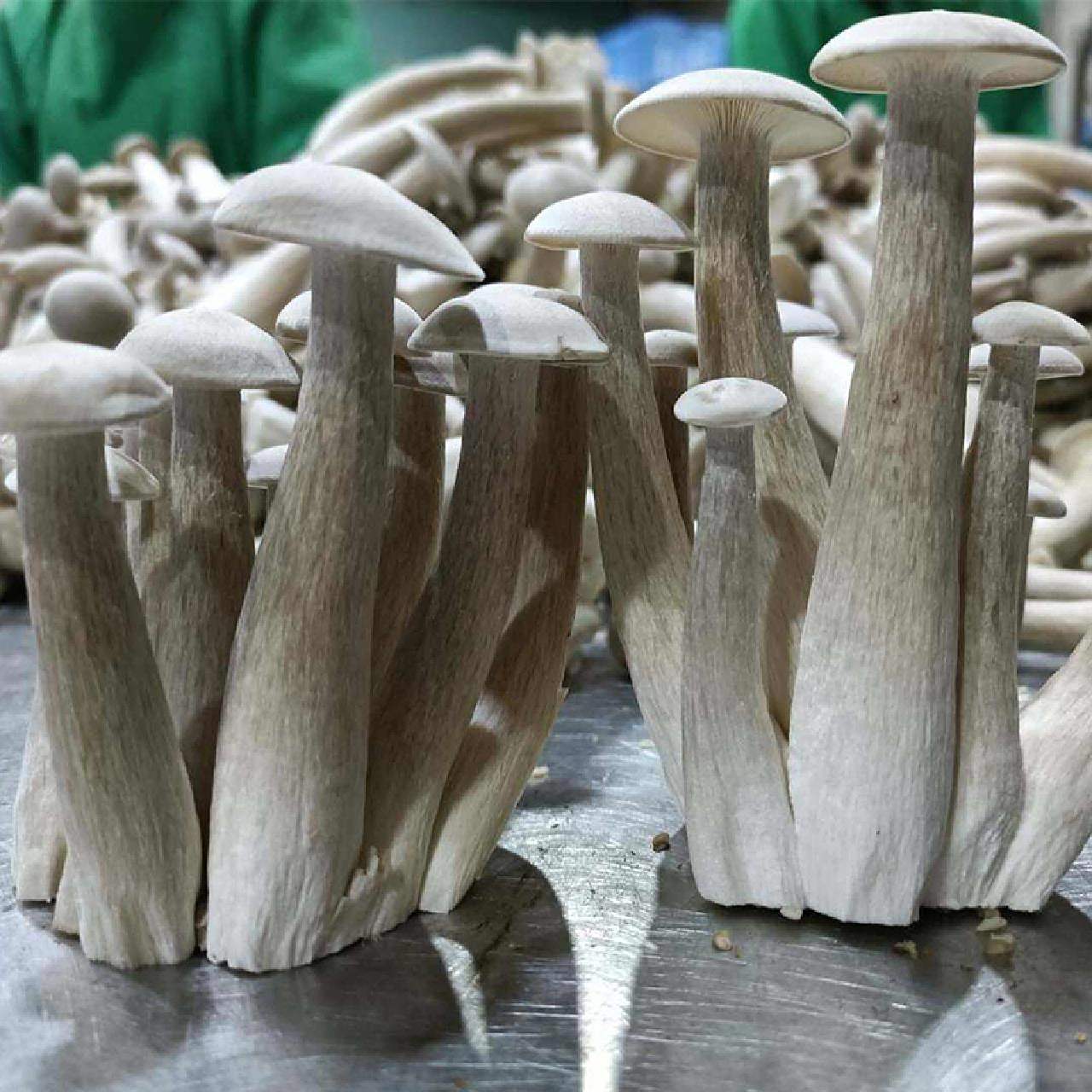 新鲜美味鹿茸菇 云南新鲜鹿茸菇!