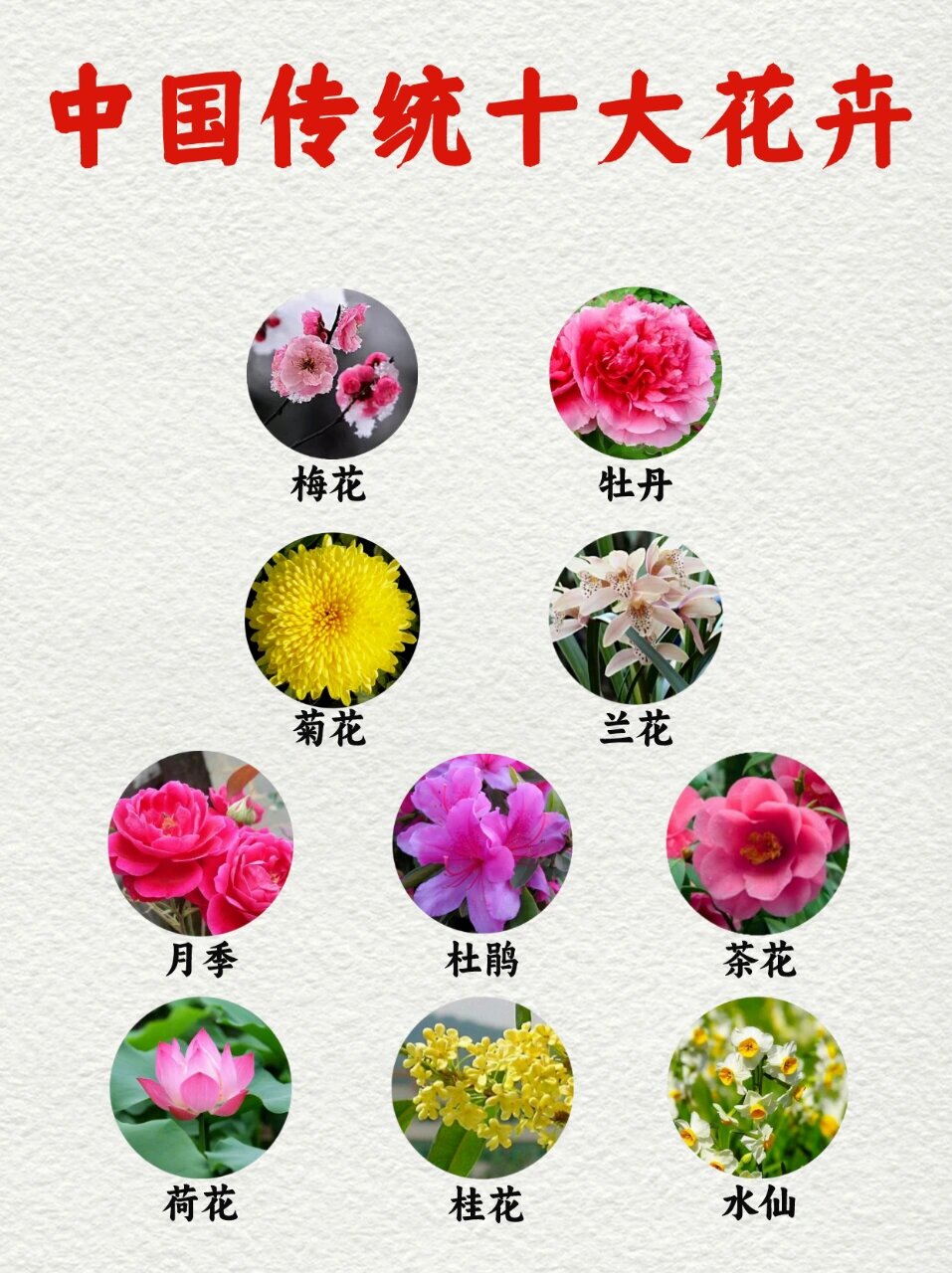 大型花卉名称大全图片