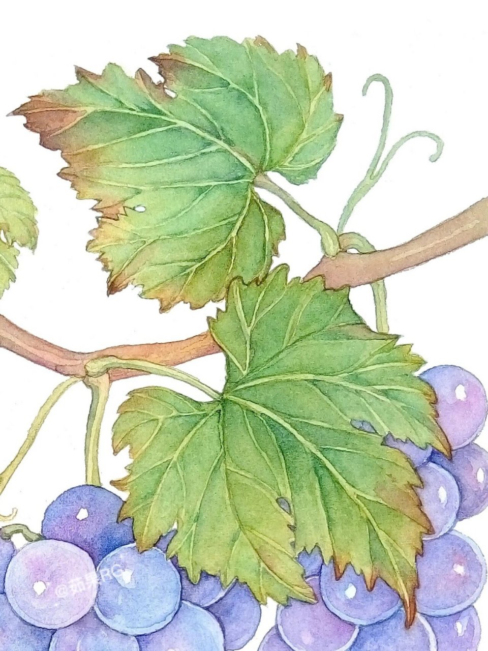 原创|水彩——葡萄🍇 据说葡萄是世界最古老的果树树种之一