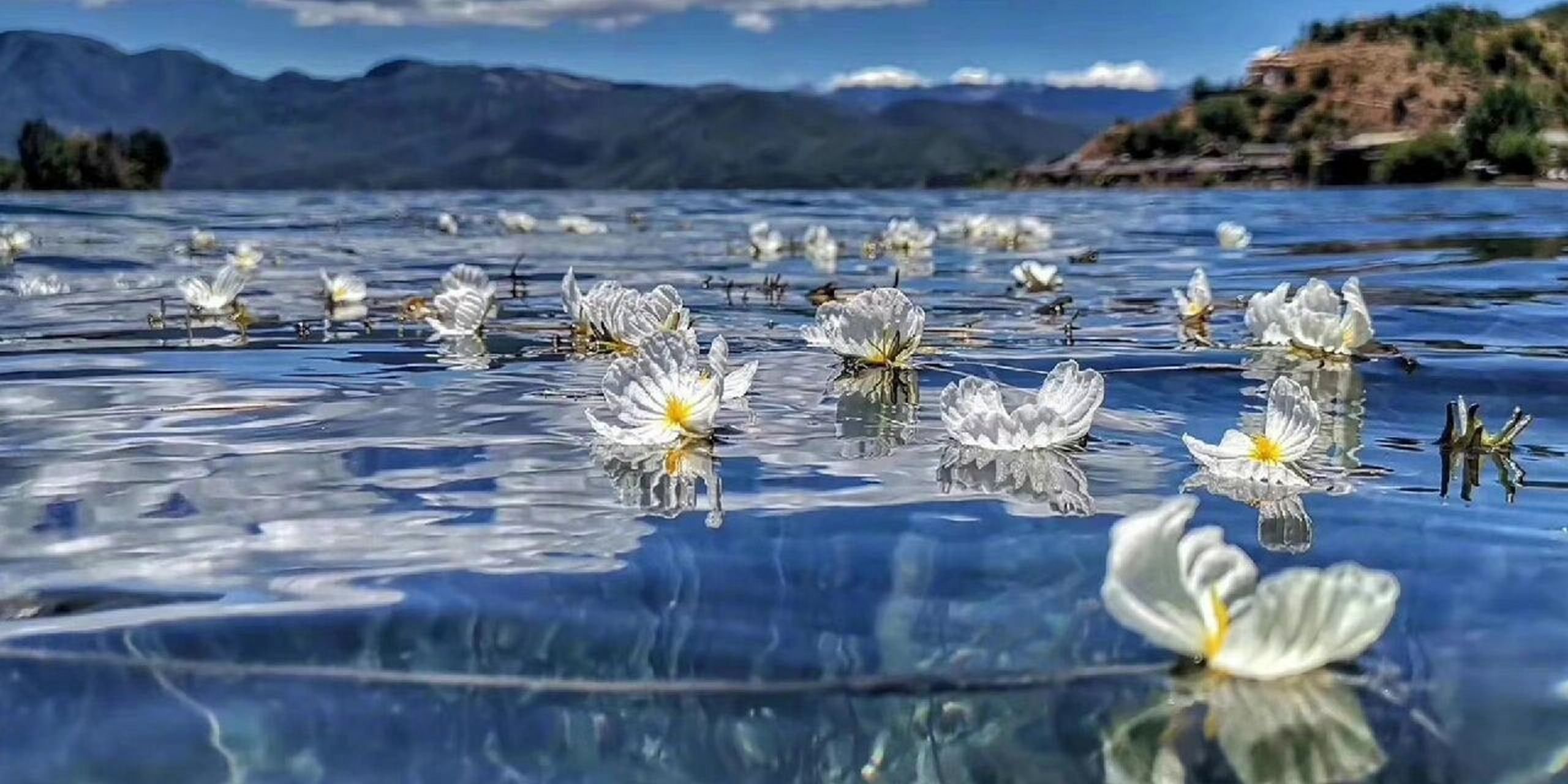 水性杨花波叶海菜花图片