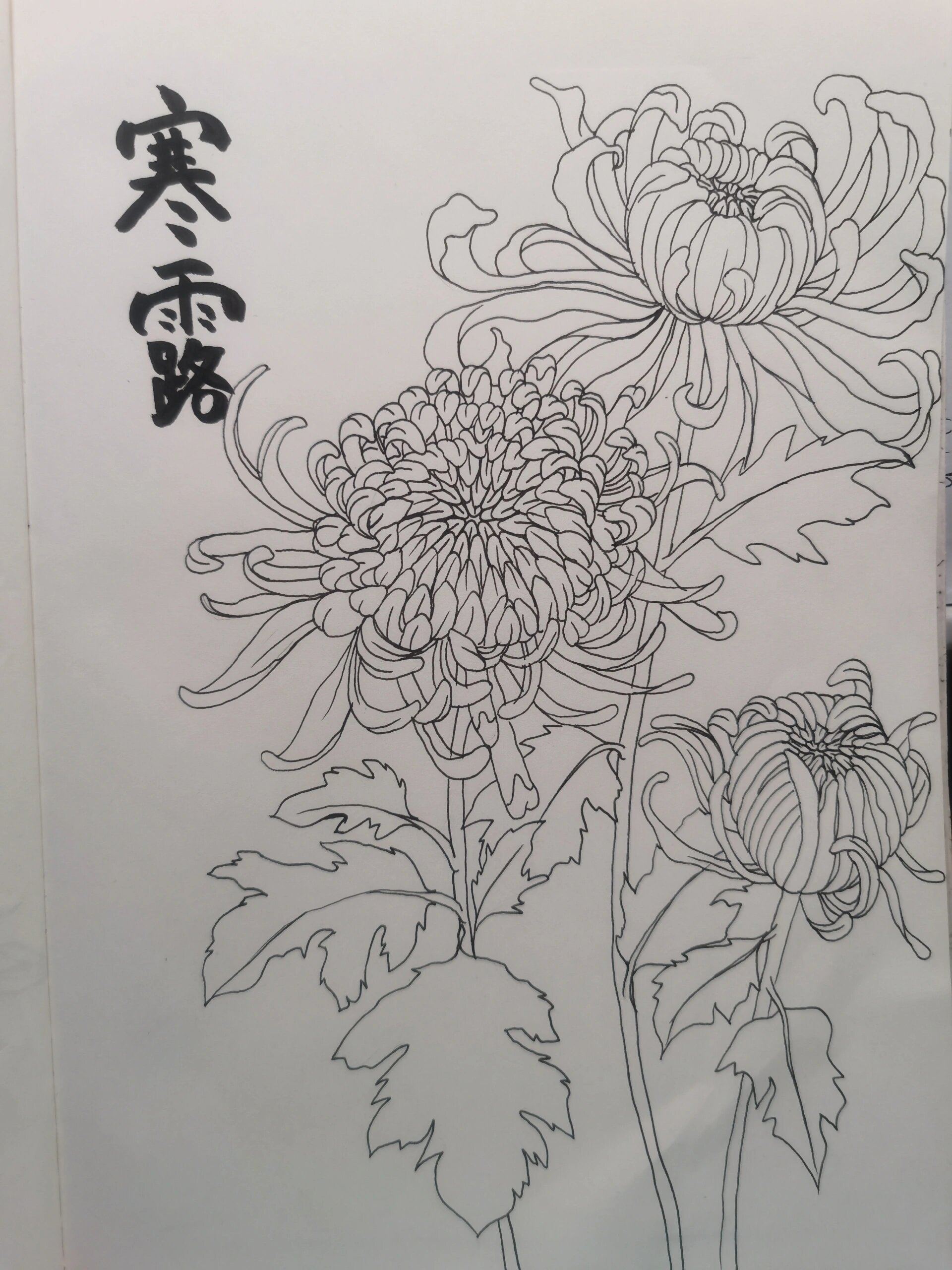 寒露怎么画简笔画图片