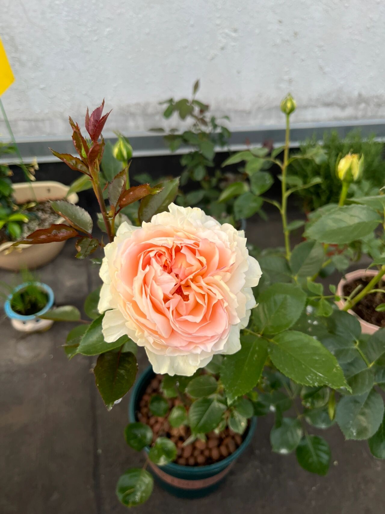 月季 | 伊芙奶油 伊芙伯爵的后代,ht,由最初法国玫兰国际伊芙伯爵芽变