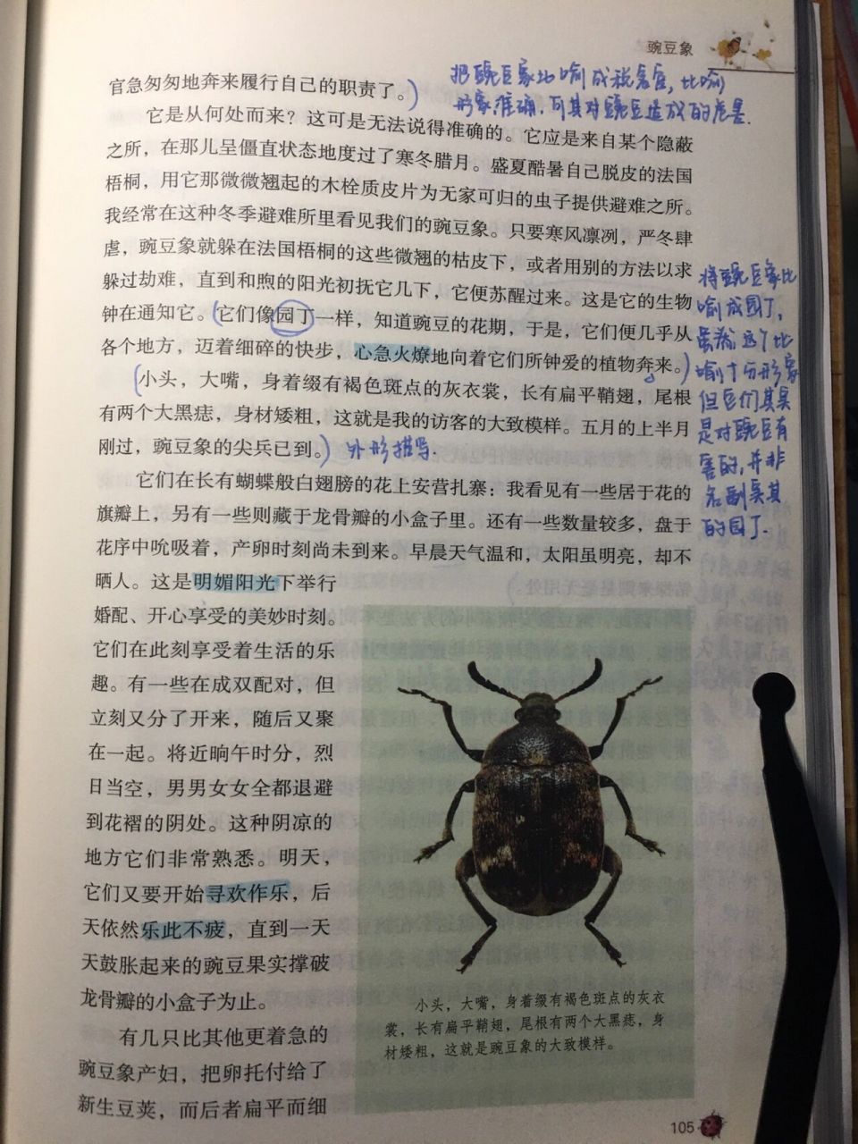 豌豆象 昆虫记章节阅读批注 感受 豌豆象 纯原创!