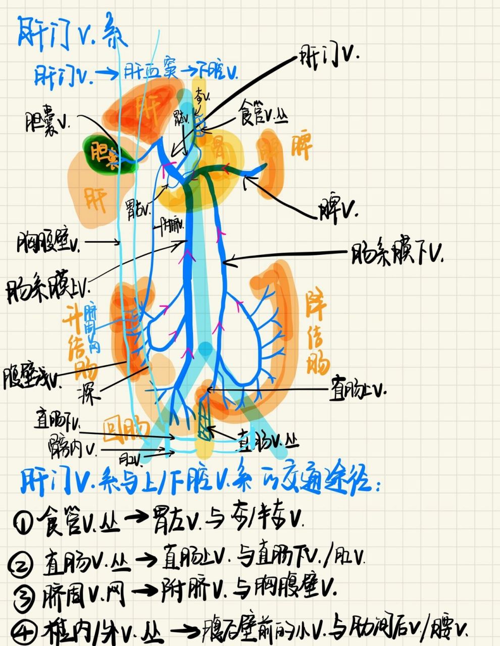 肝静脉和门静脉的图解图片