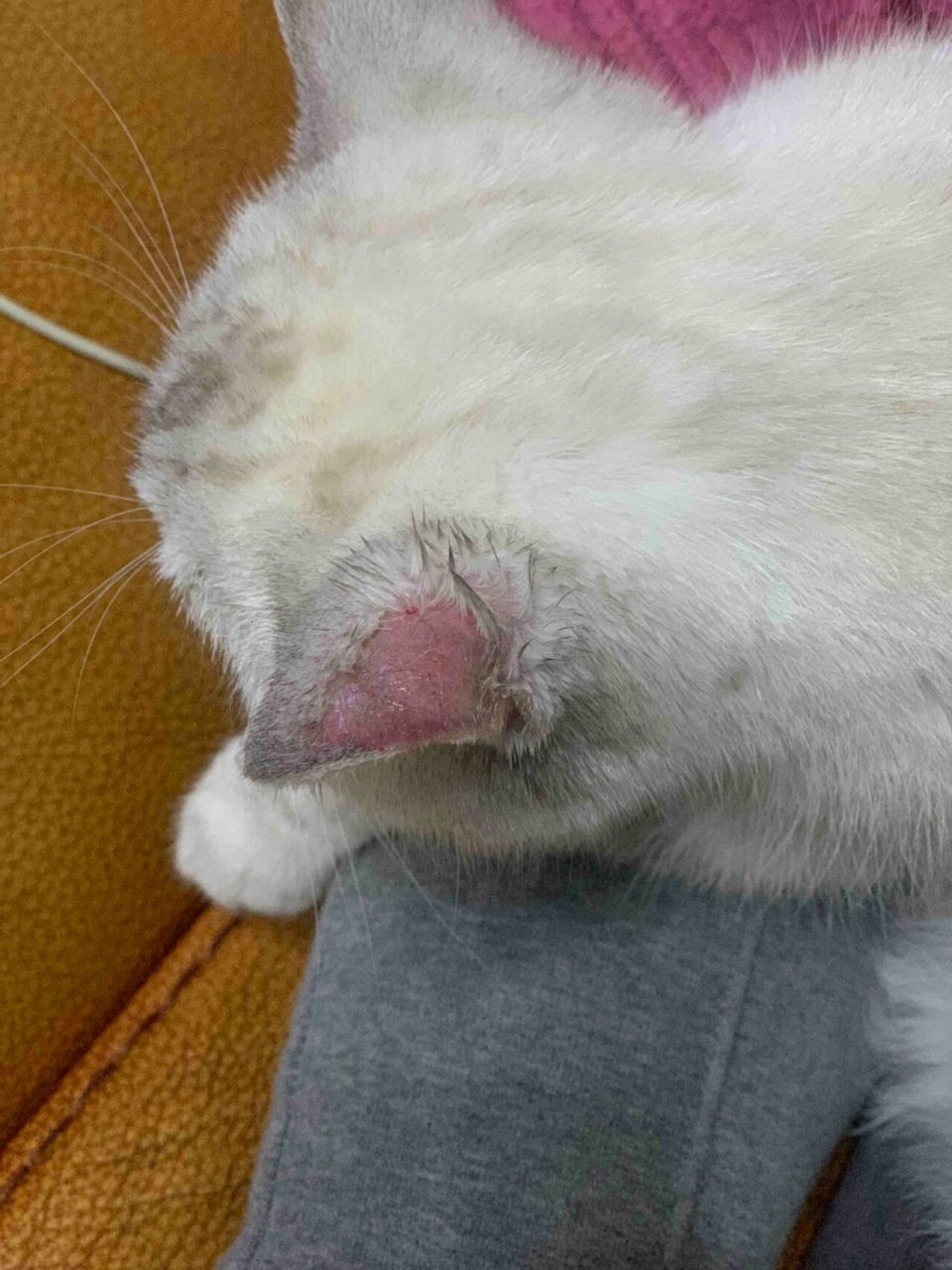 大猫,不容易起癣,猫癣排到最后, 2.