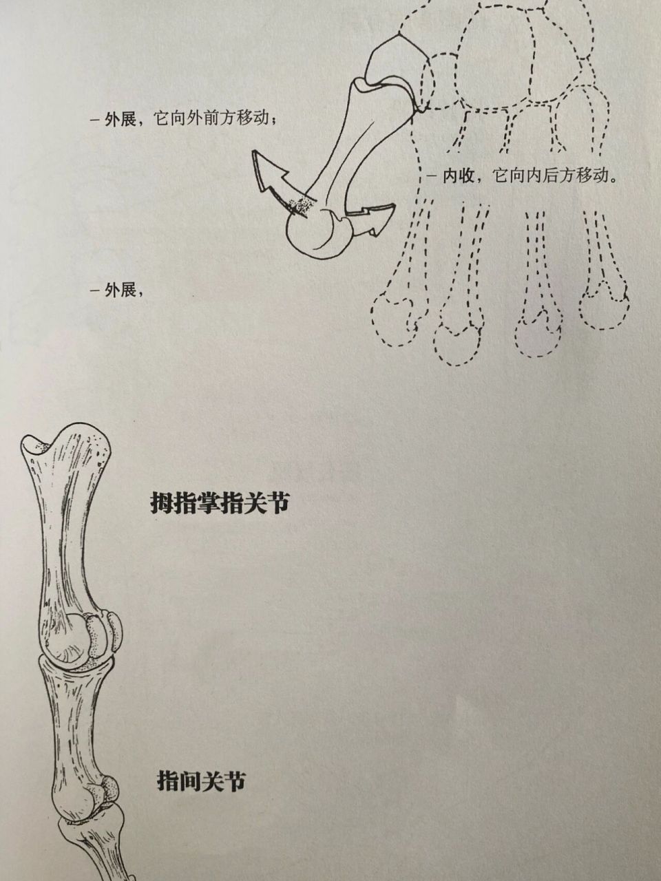 拇指腕掌关节图片