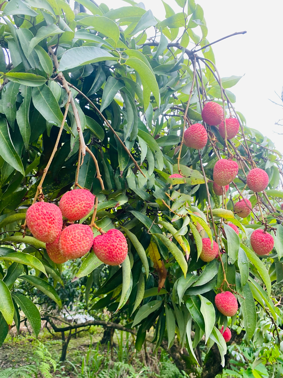 广州增城仙村状元红荔枝可以采摘啦果园直发