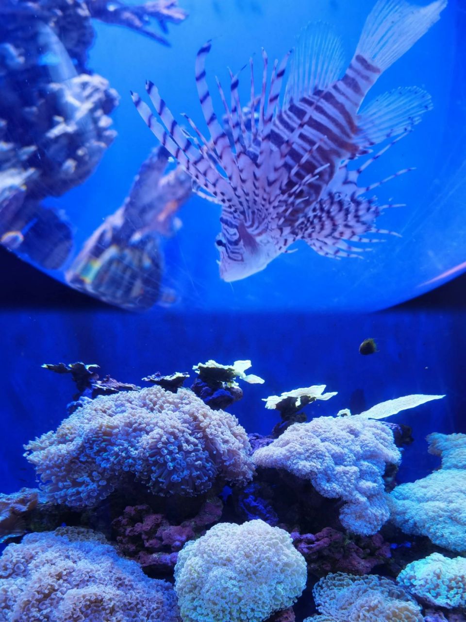 不当冤大头6015江和美海洋公园必看攻略 93名字:江和美海洋公园