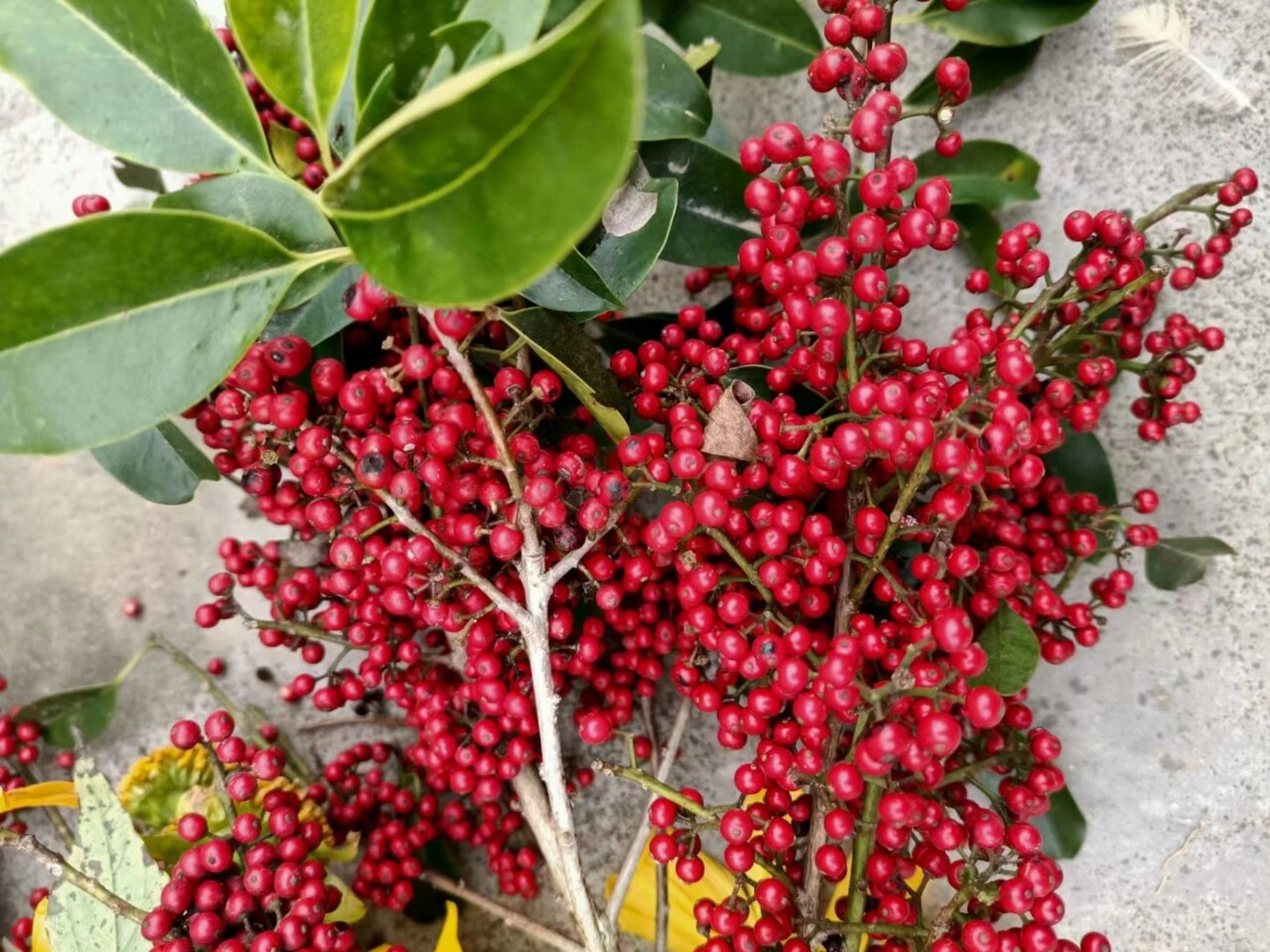 大家认识这种树吗 我们老家叫万紫千红,在山里面挖出来种的.