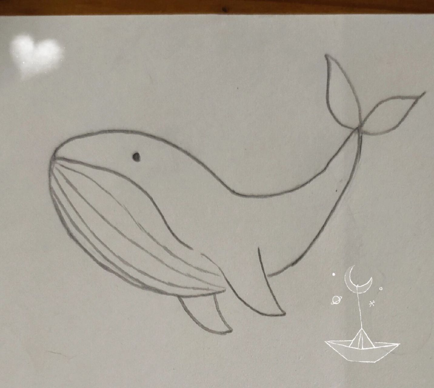 海棠简笔画鲸鱼图片