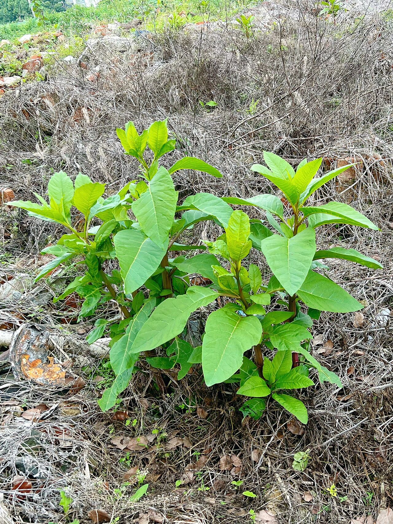 红杆蒿菜图片