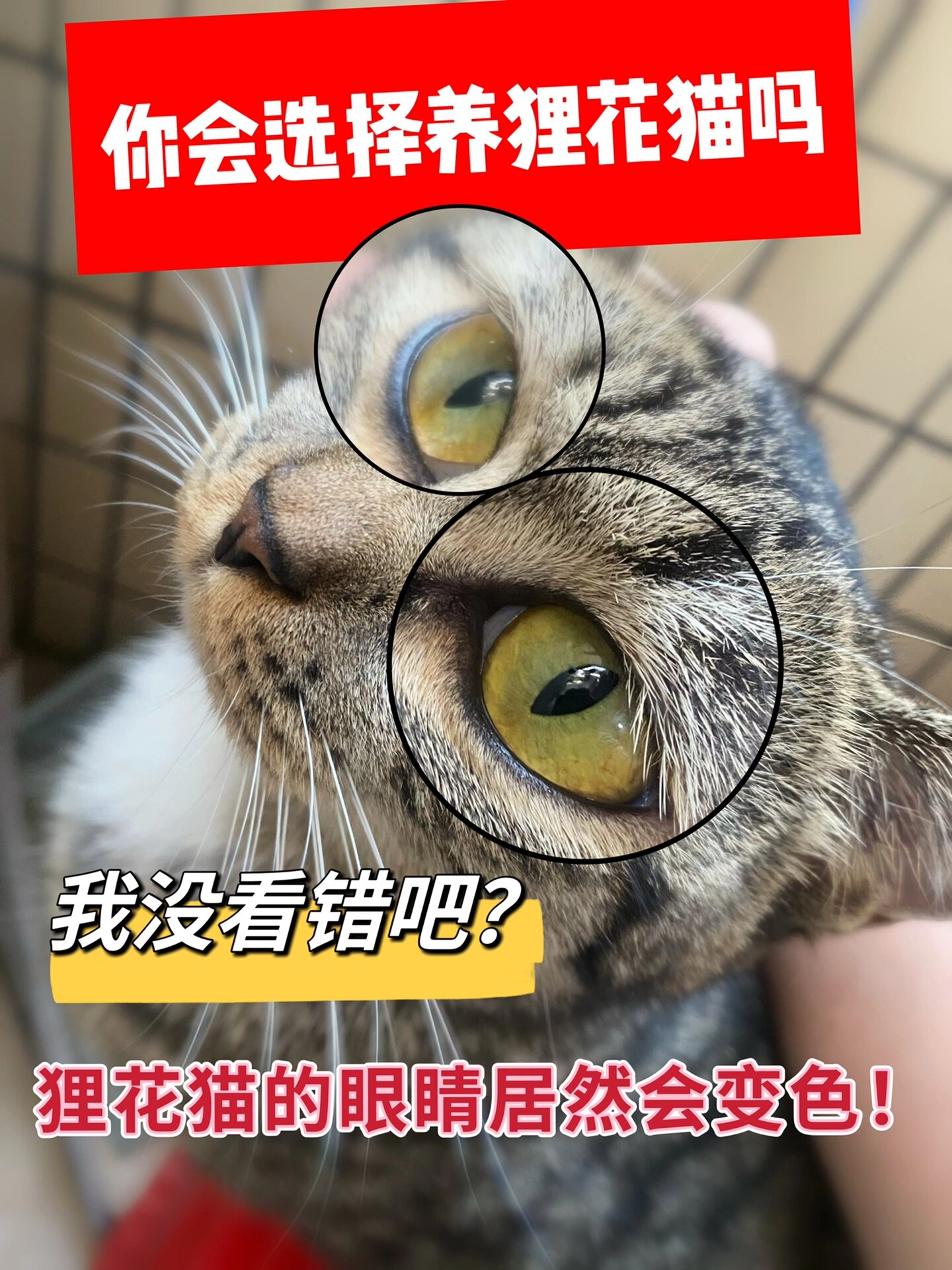 狸花猫眼睛变色过程图片