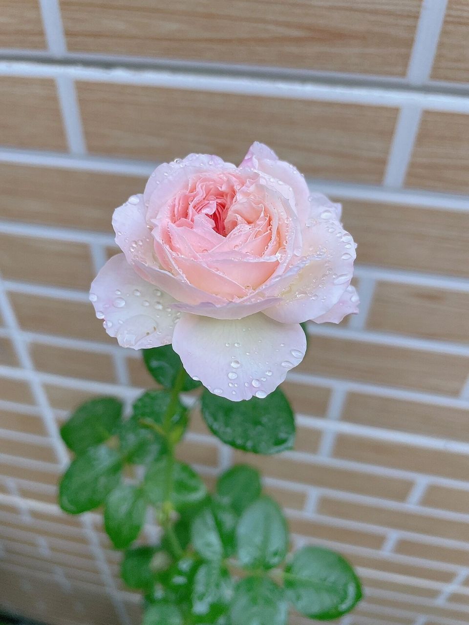 全书最美樱花公主月季!   超级美!像个粉嫩粉嫩的少女!