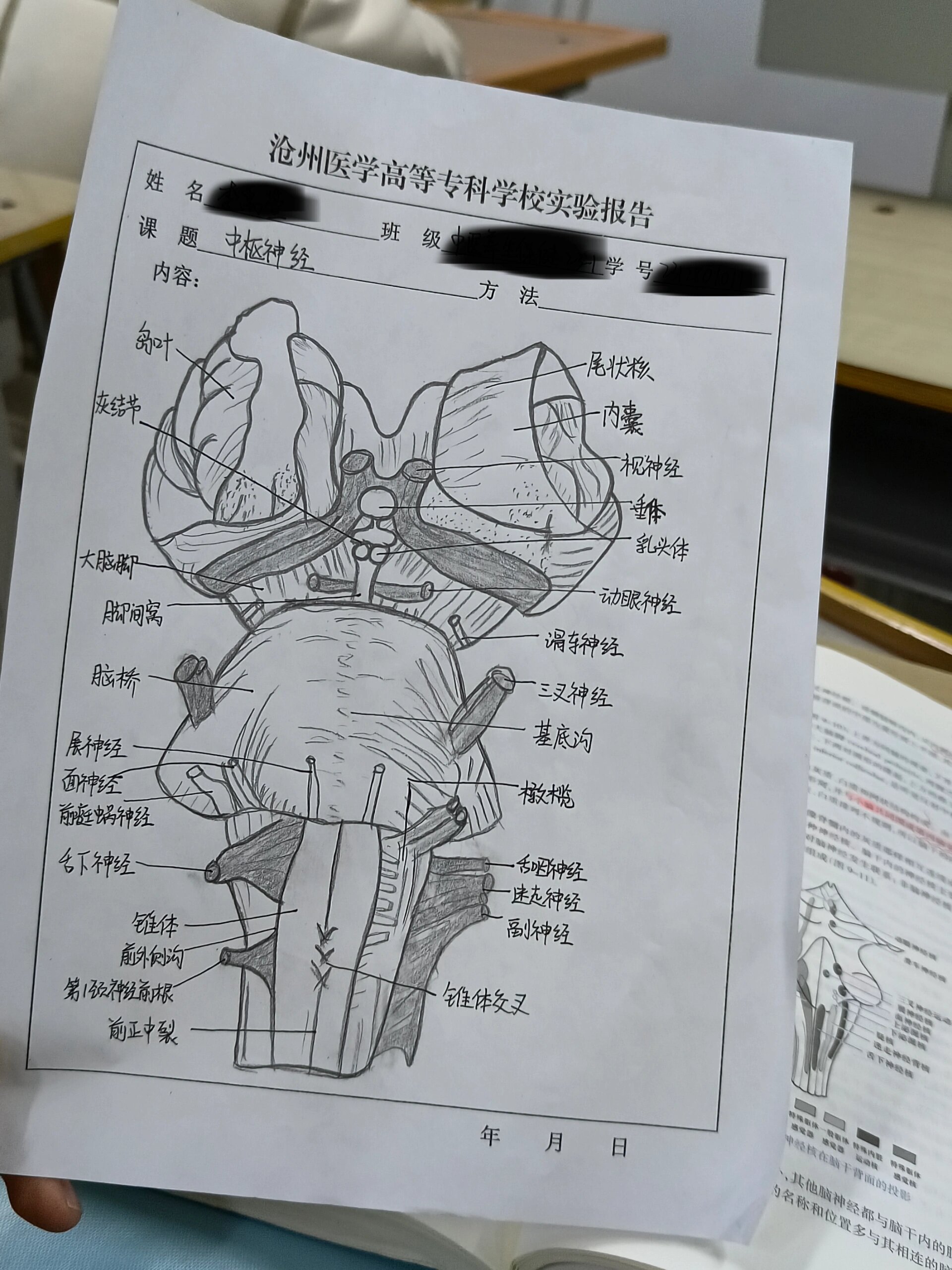 神经系统手抄报简笔画图片