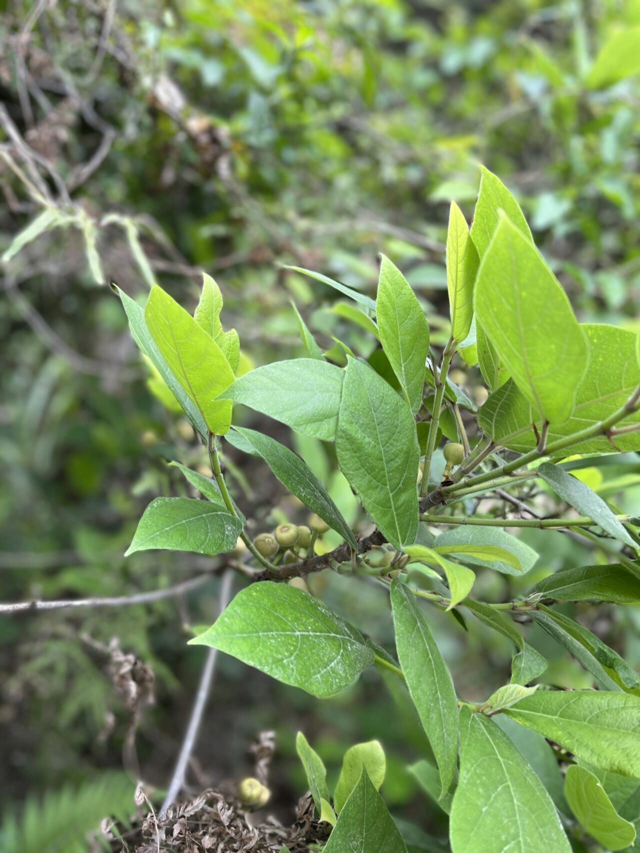 百度说的是矮小天仙果,也叫牛奶果
