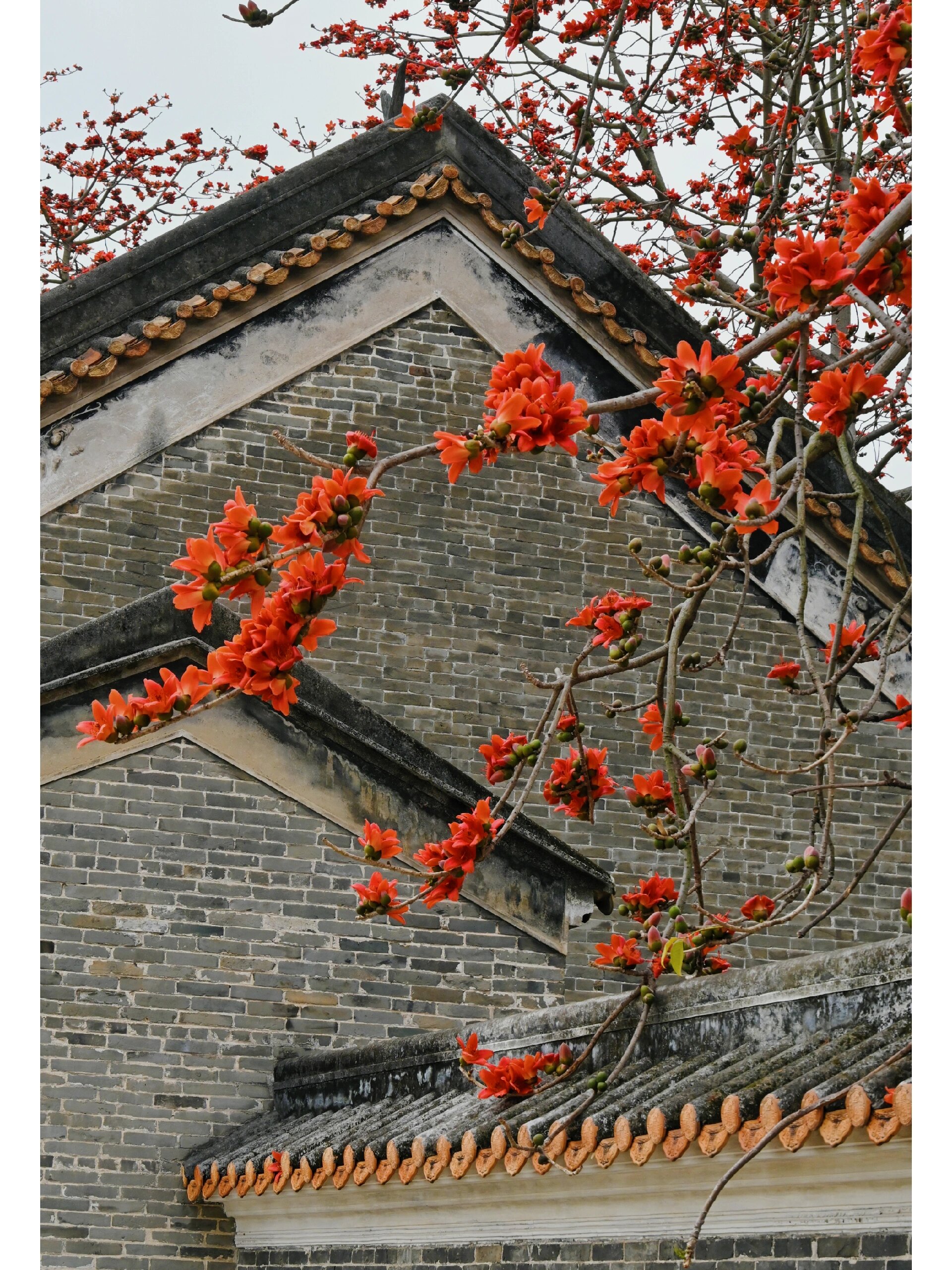 广州| 打卡广州市花-木棉花