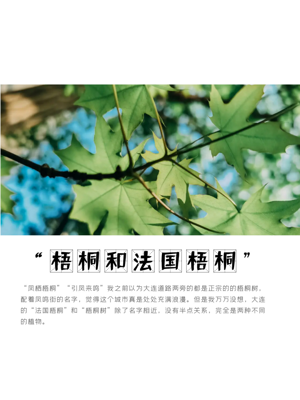 "法国梧桐"是大连最常见的行道树,参天的树干记下了这座城市的无数