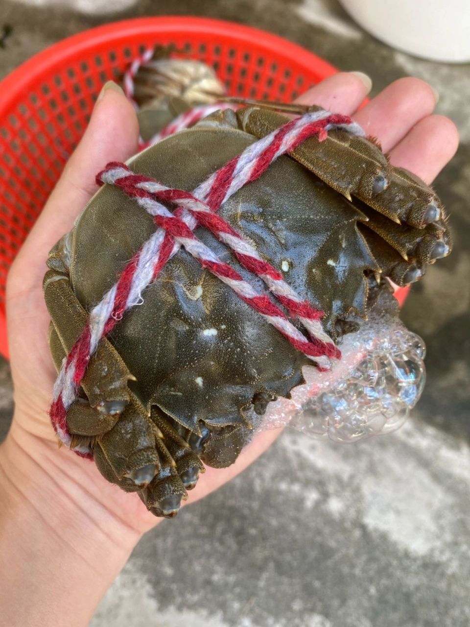 螃蟹吐泡泡,是由于它的呼吸方式引起的.