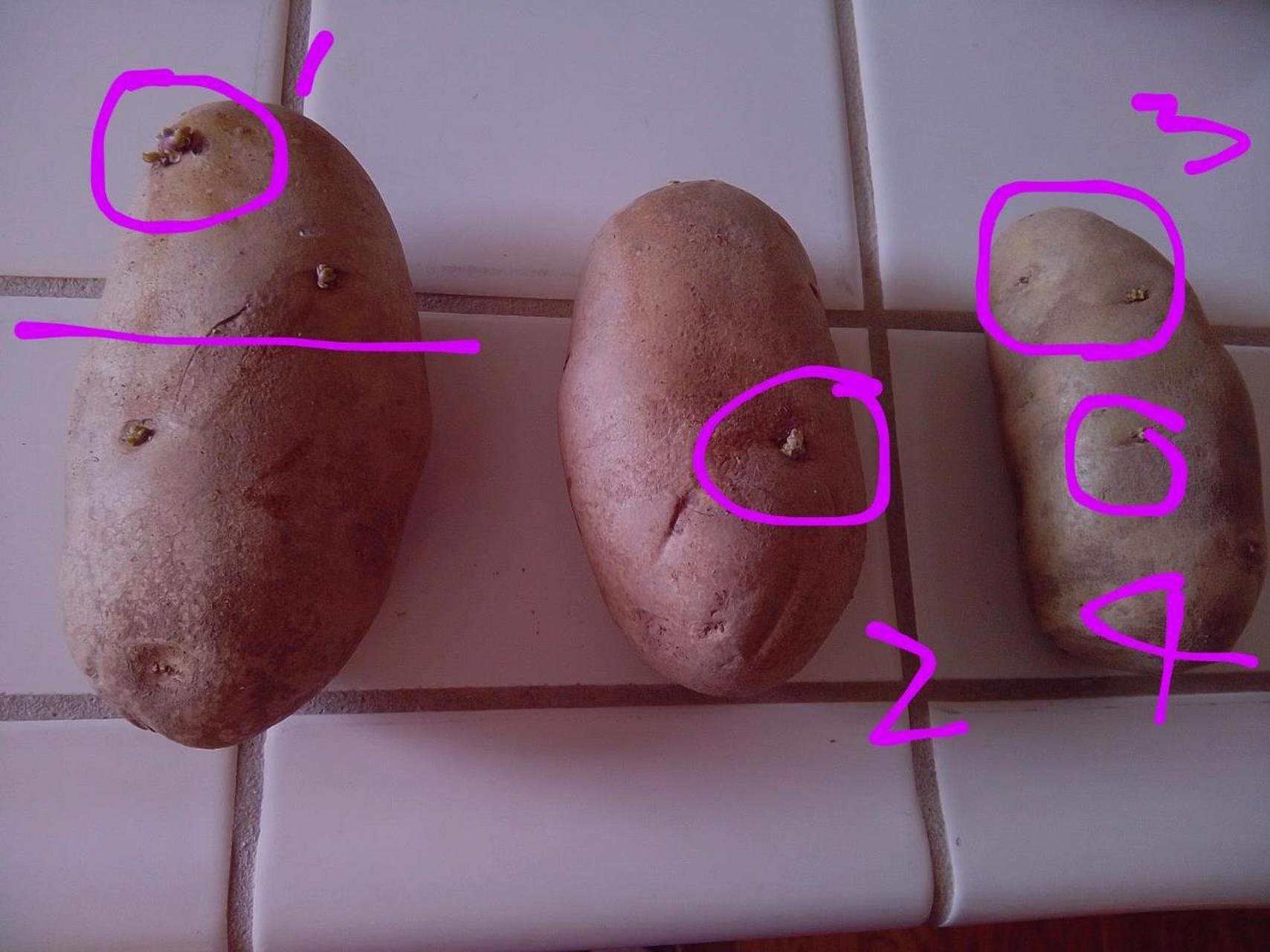 不能吃的土豆照片纹理图片
