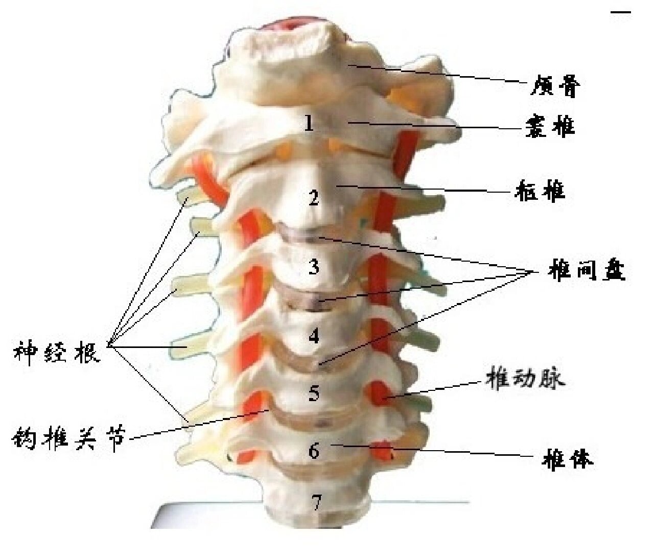 颈椎问题 颈椎位于头以下,胸椎以上的部位.