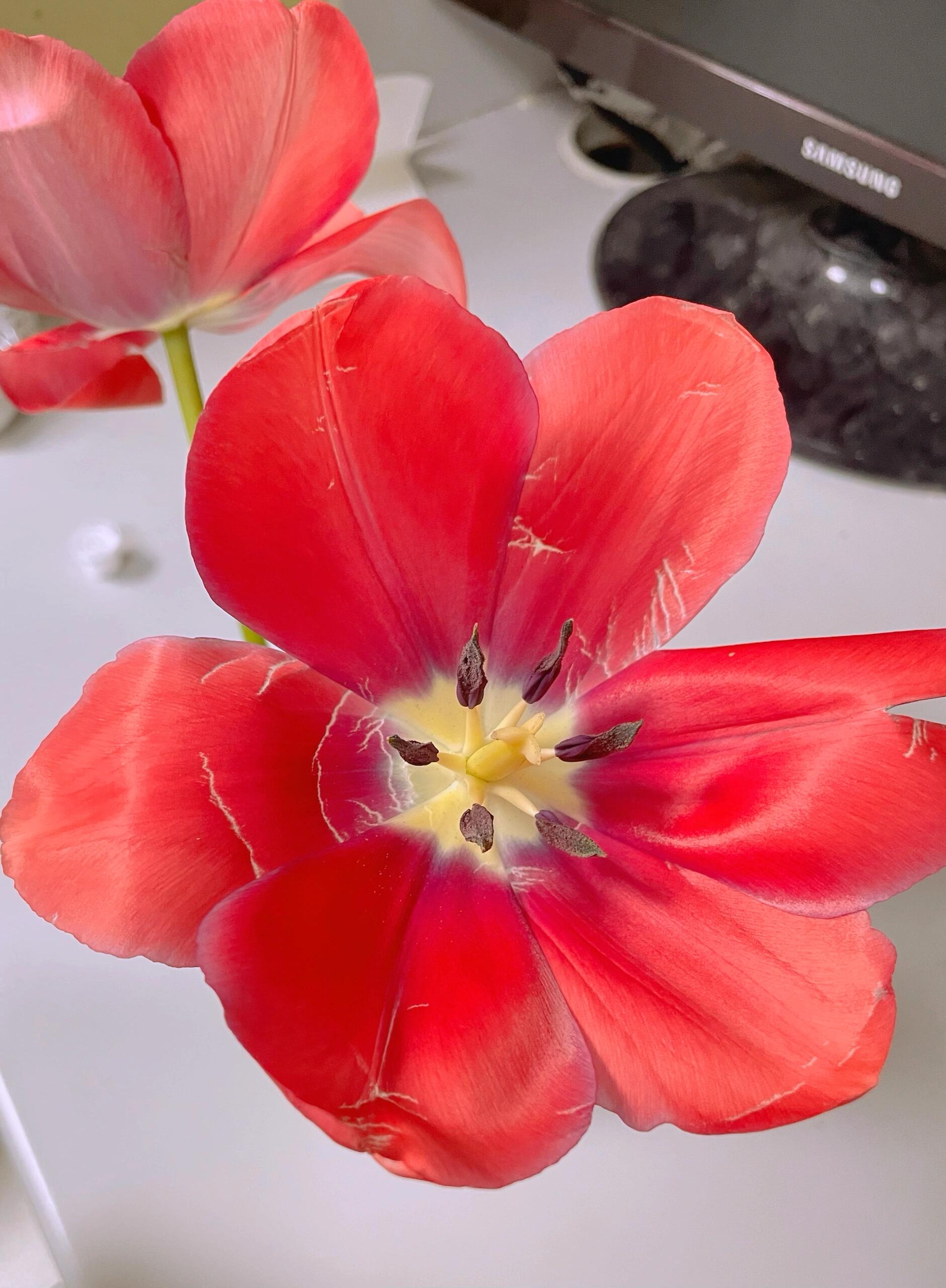 不是吧谁家郁金香长这样啊 我家的我家的啦啦啦大呲花,我家的大呲花