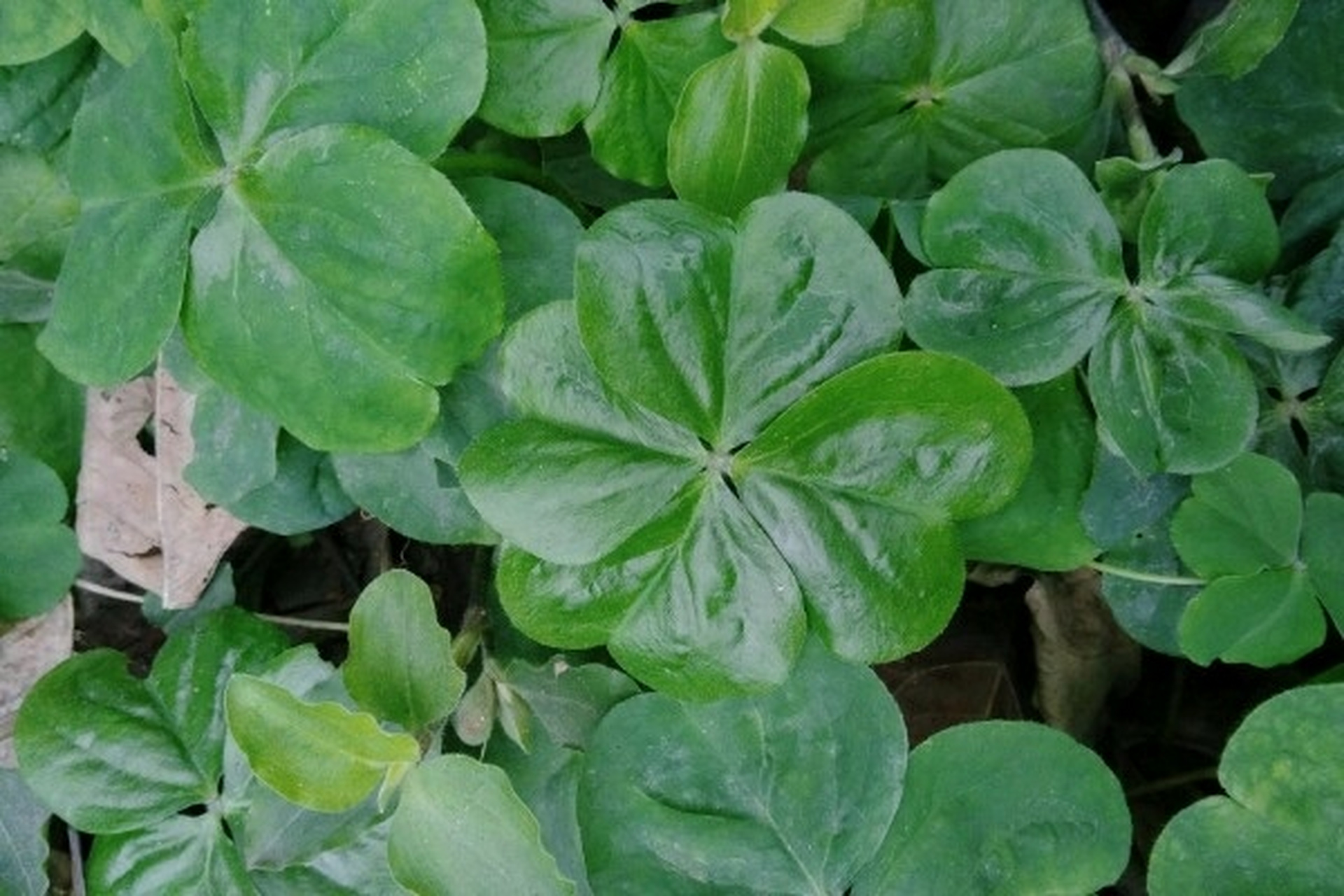 四叶草的寓意 四叶草象征着幸运,活力.