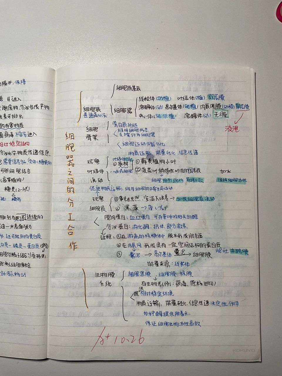 生物必修一 第三章第一节思维导图77细胞手绘