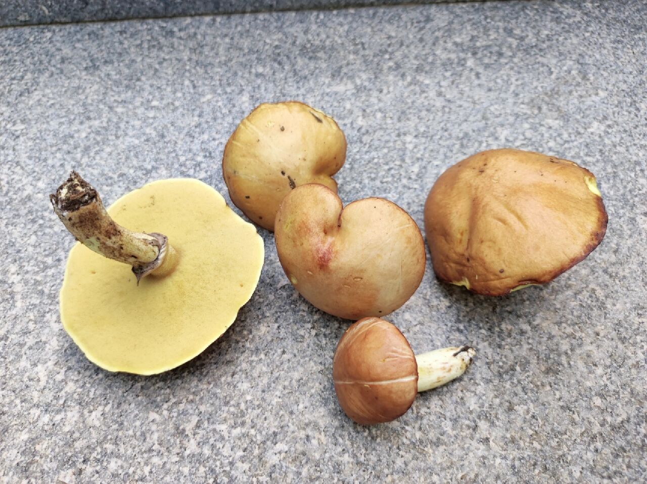 点柄乳牛肝菌 今天在松树林里采到了这种牛肝菌,菌盖黏黏的,大号