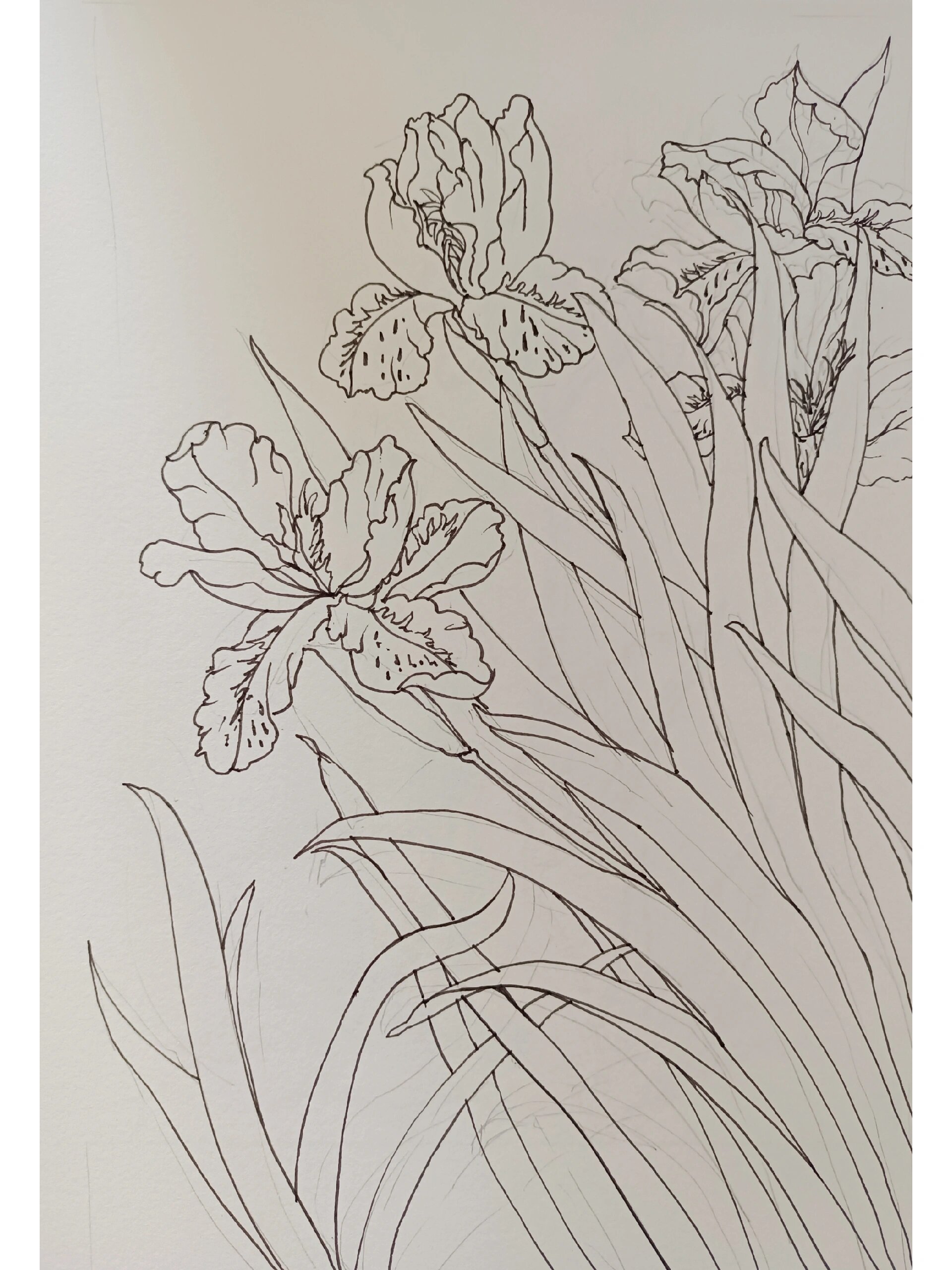 线描97——鸢尾花93合集系列(一