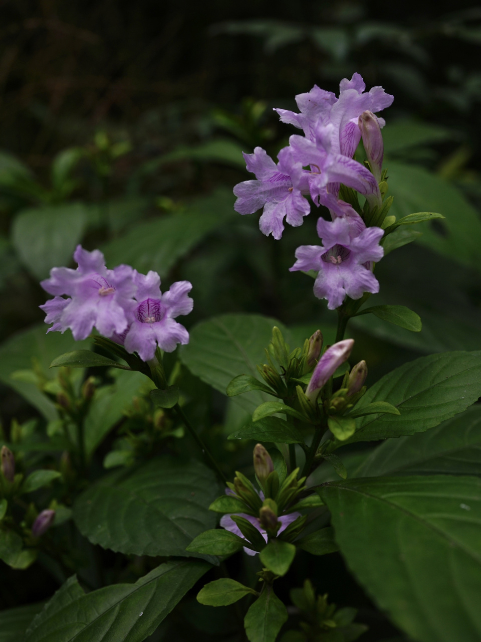 板蓝|马蓝 板蓝,别名马蓝,南板蓝根,爵床科马蓝属草本.