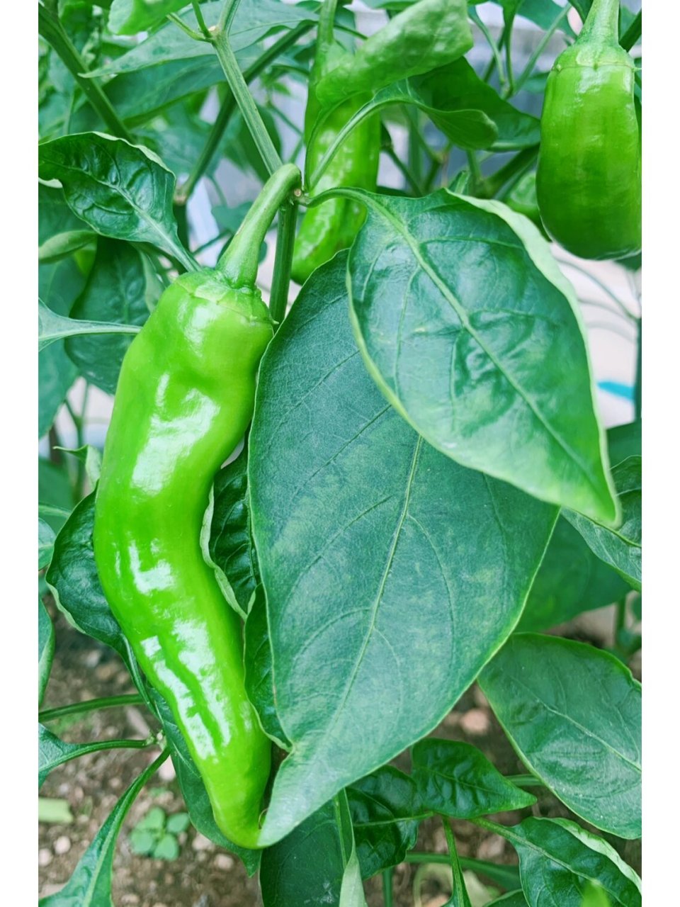 清蒸黄脚腊鱼 超好吃,这个酱油捞饭可以吃3碗 这次不用葱了,用了自己