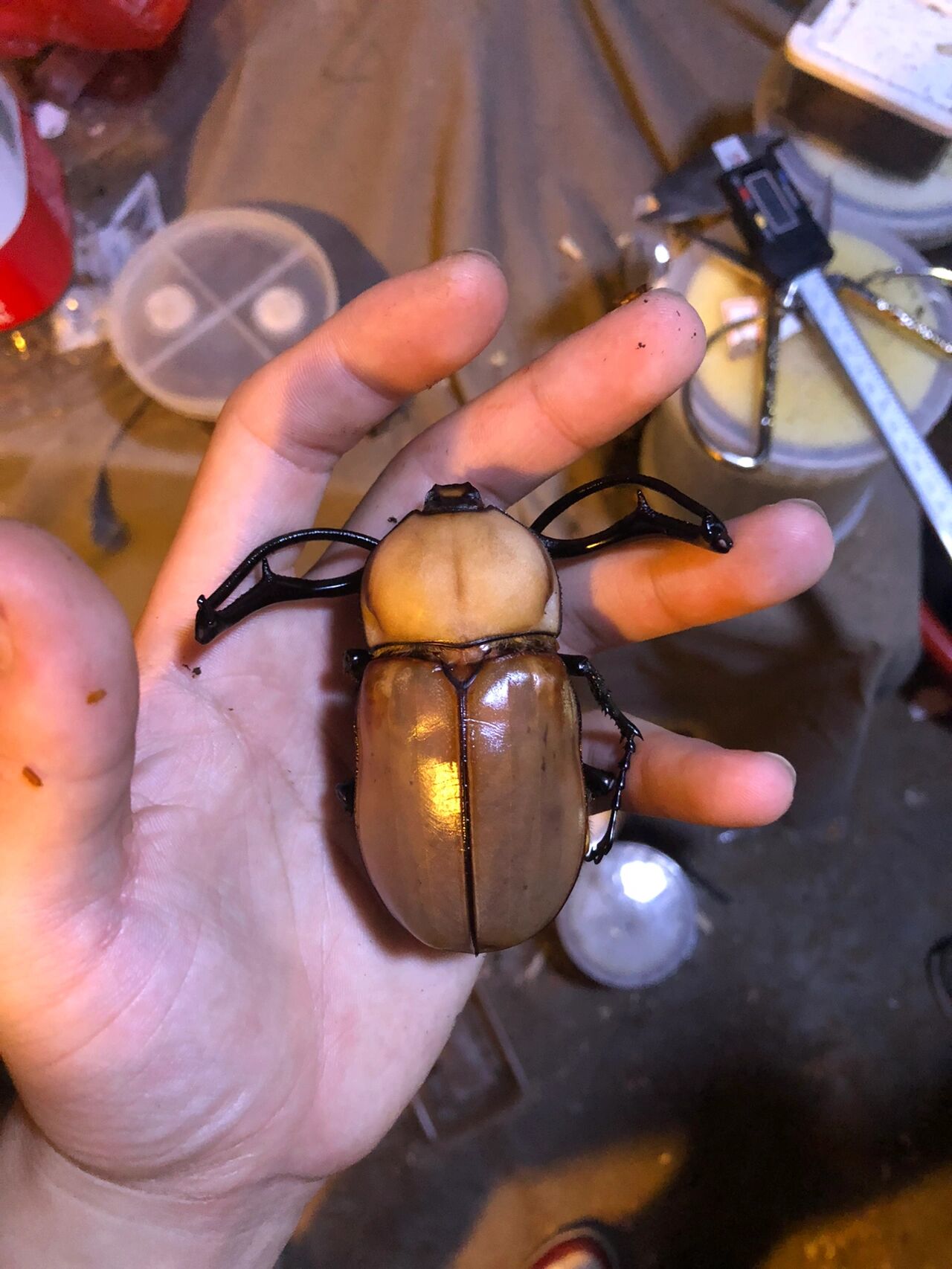 茶色长臂金龟 炫酷长臂! 蜜蜡配色!