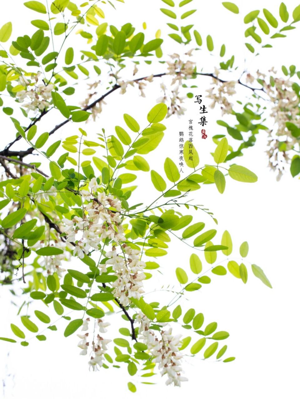 是豆科,刺槐属植物.