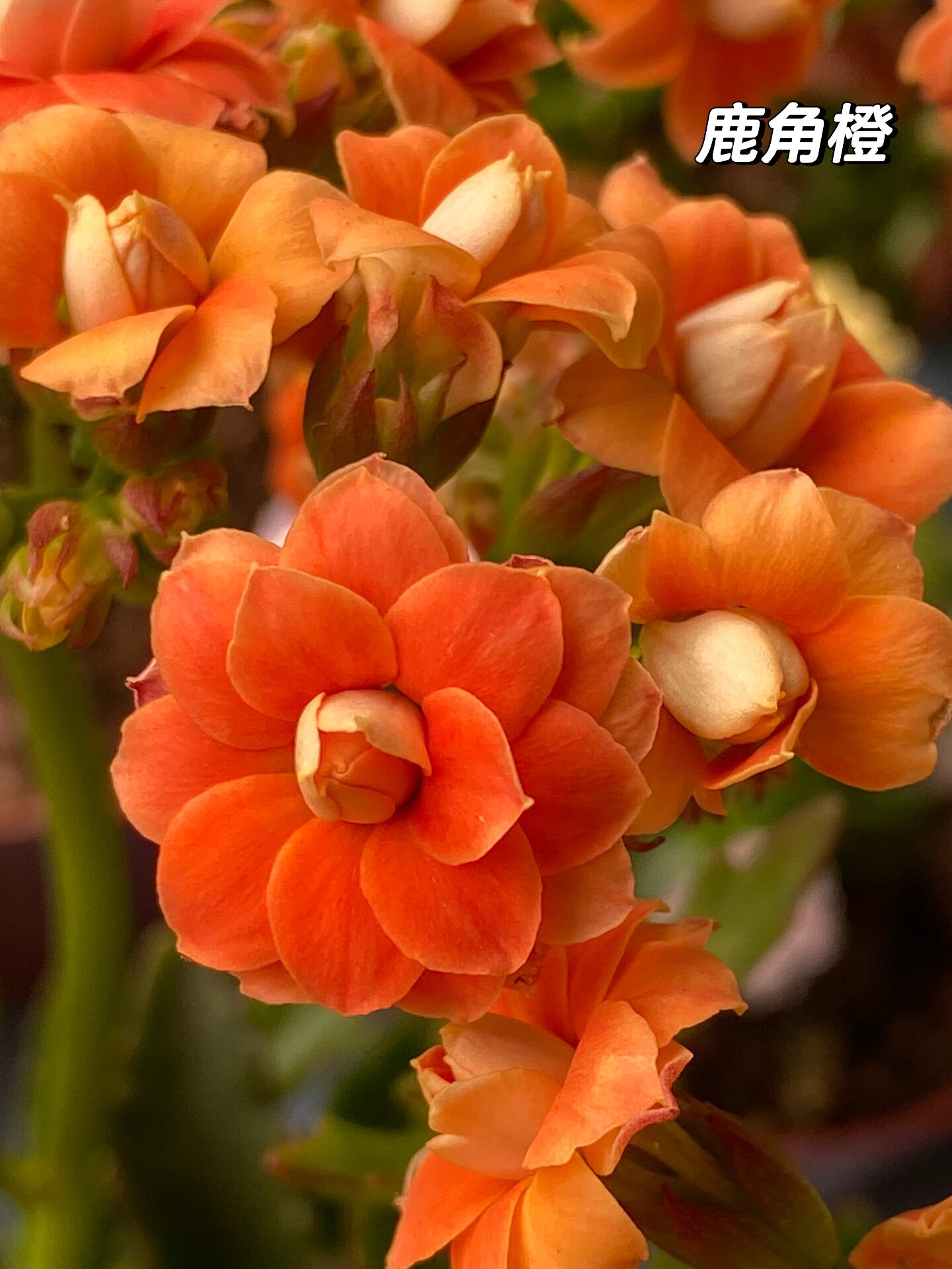 鹿角橙～(74)记录长寿花的日常 鹿角橙～非常漂亮的橙色,大高个的鹿角