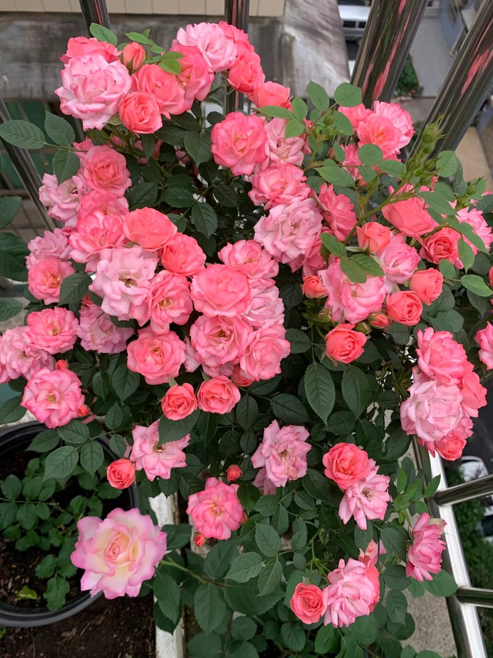 月季品种四:和谐 和谐:丰花,复花快,抗性好,耐雨耐晒