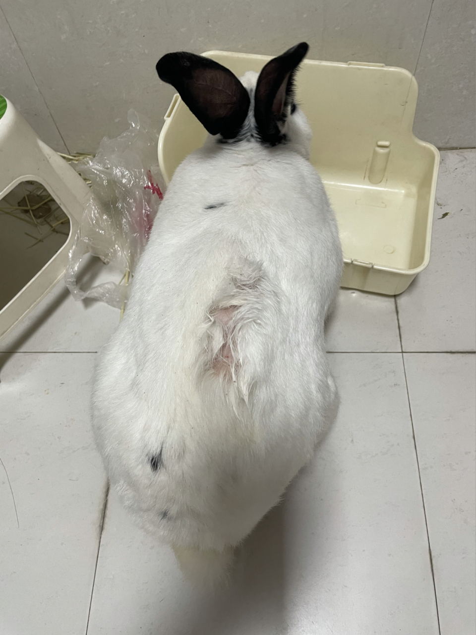 万能的小宝宝们兔子突然脱毛是什么原因 老家比较落后,宠物店都是卖狗