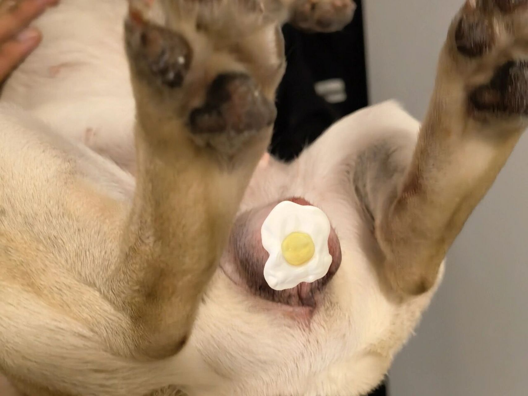 慎点 没人告诉我 原来母狗来大姨妈,小桃子会肿的这么大!