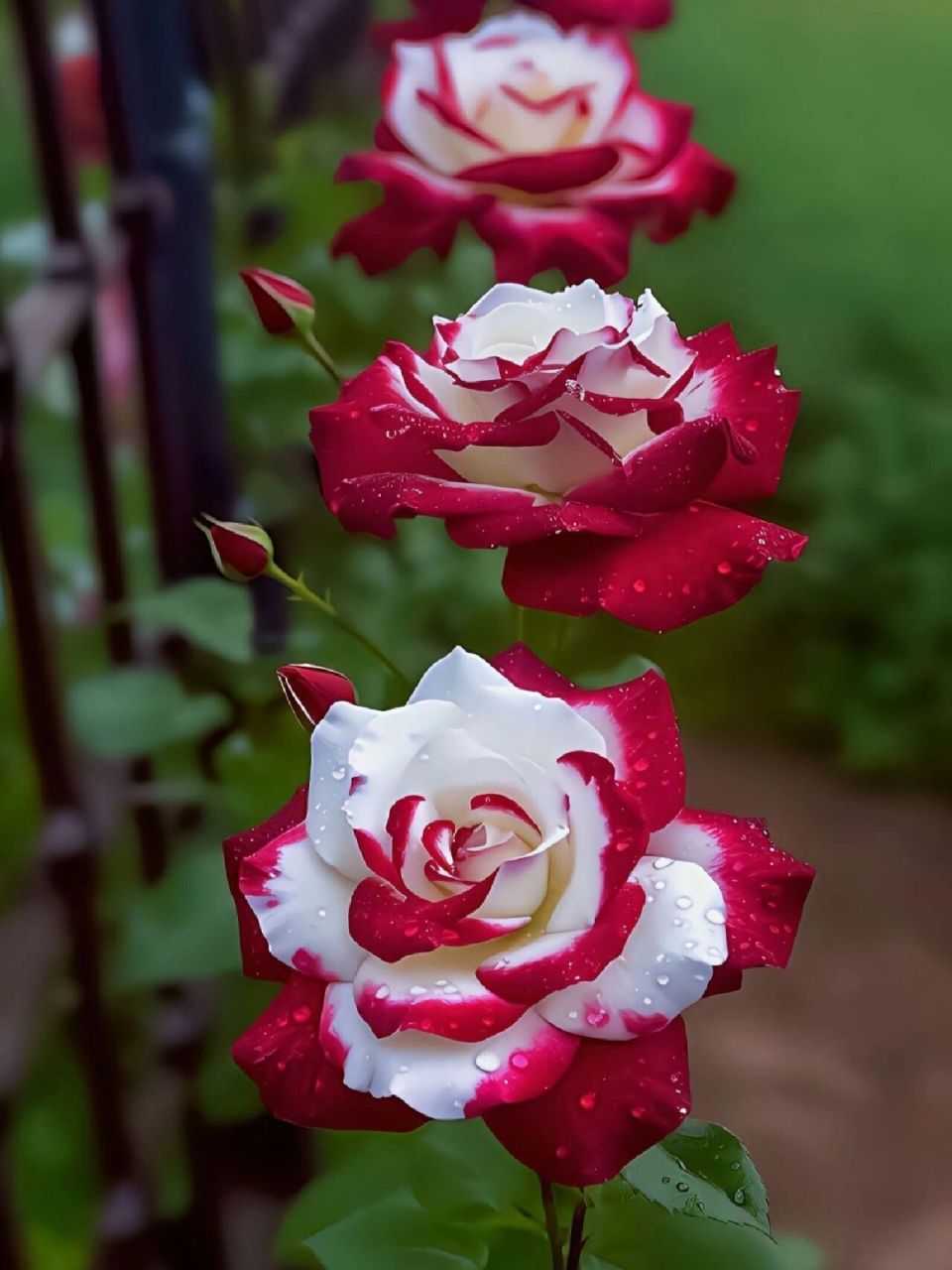 有一种花叫双生花,也叫双生玫瑰 花语:包容和互相理解.