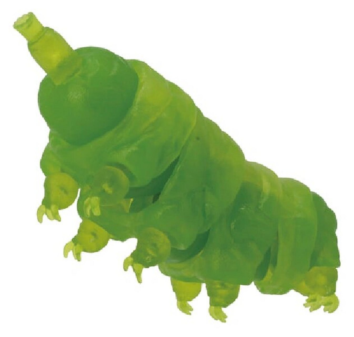 全身躯干四肢皆可动 胖熊一样的水熊虫越看越可爱?