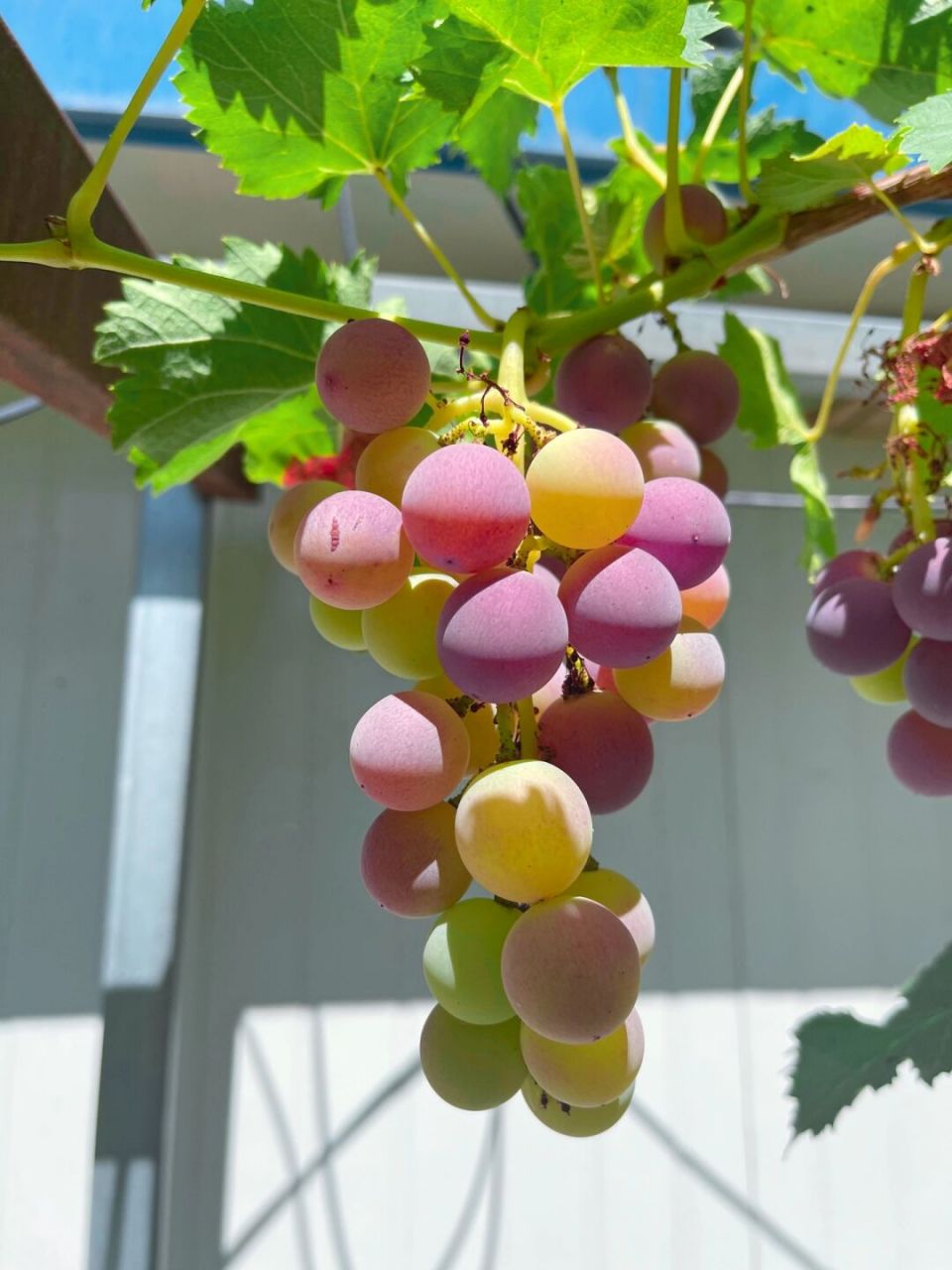 今日份彩色葡萄 #笔记灵感# #葡萄# #水果# #美食# #阳光# #色彩# #治