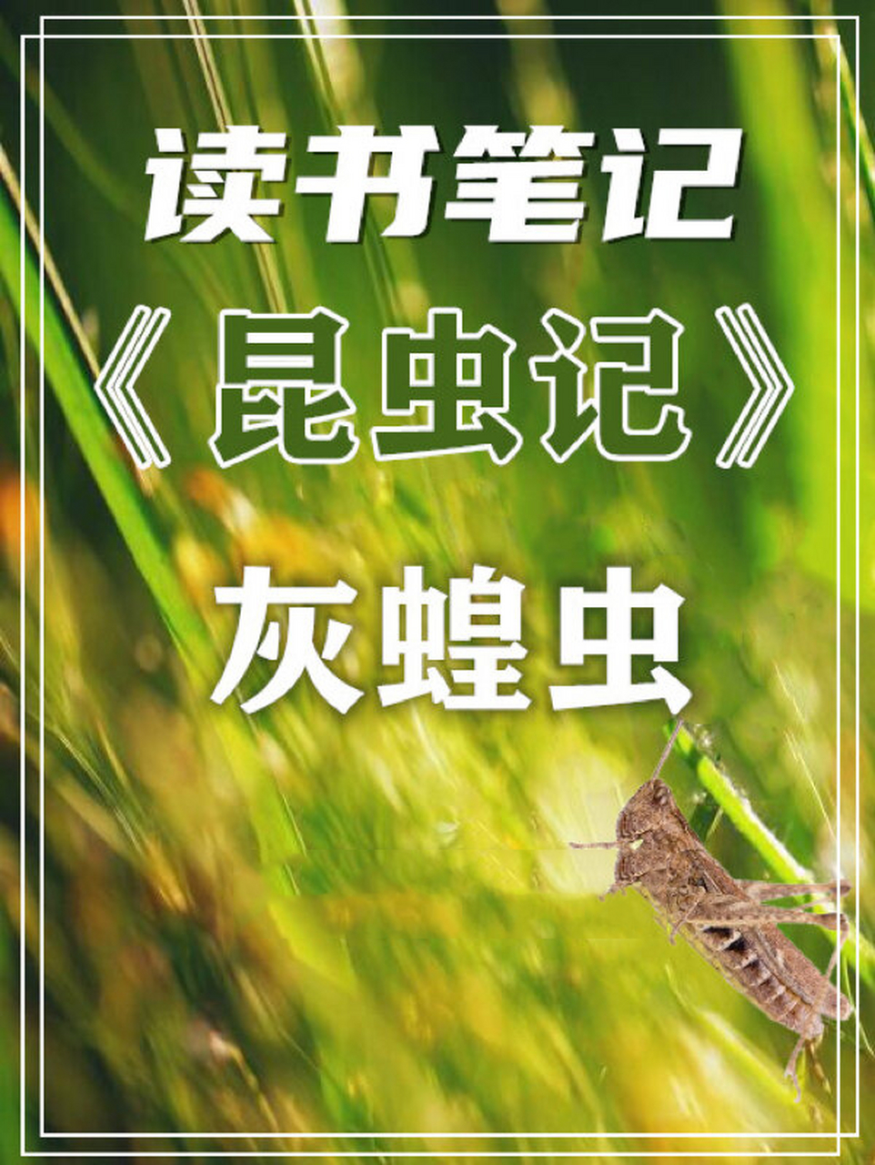 《昆虫记》读书笔记之《灰蝗虫》05更新啦