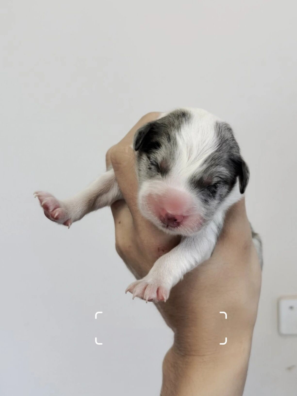 这窝一共生了六只,蓝陨石边牧一公一母,黑白母,金边一公两母.