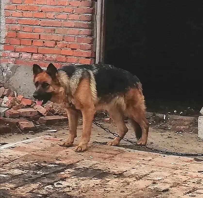 姥姥家的大狼狗!